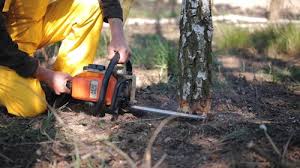 Best Tree Health Inspection  in Lakeland, MN