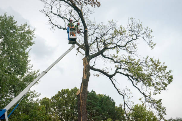 Best Tree Fertilization Services  in Lakeland, MN