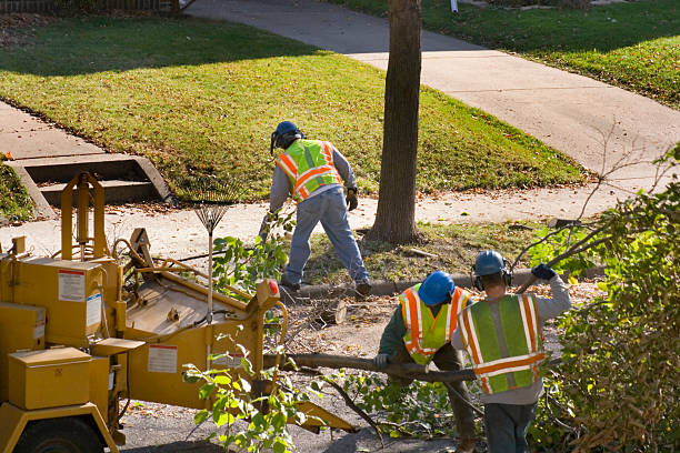 Lakeland, MN  Tree Services Company