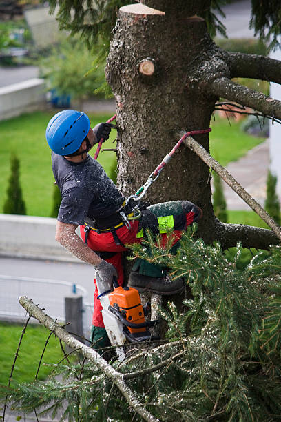 Best Lawn Disease Treatment  in Lakeland, MN