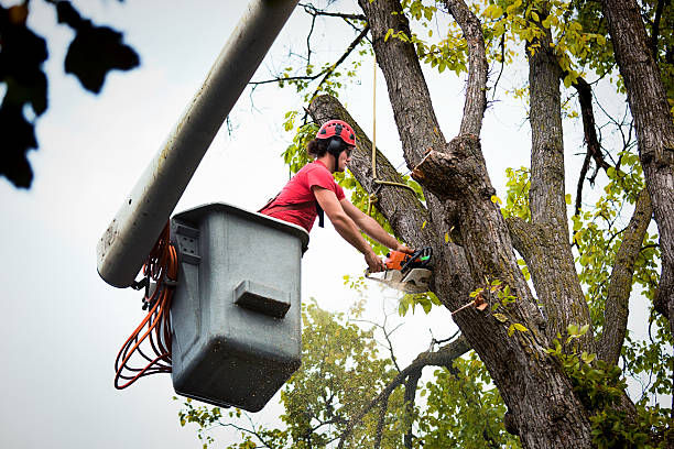 Best Tree Disease Treatment  in Lakeland, MN