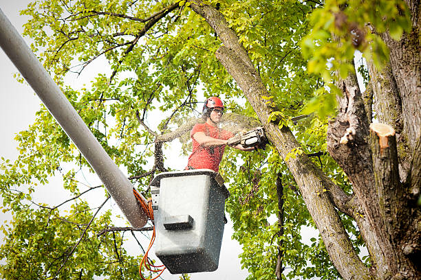  Lakeland, MN Tree Services Pros